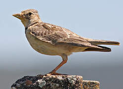 Calandra Lark