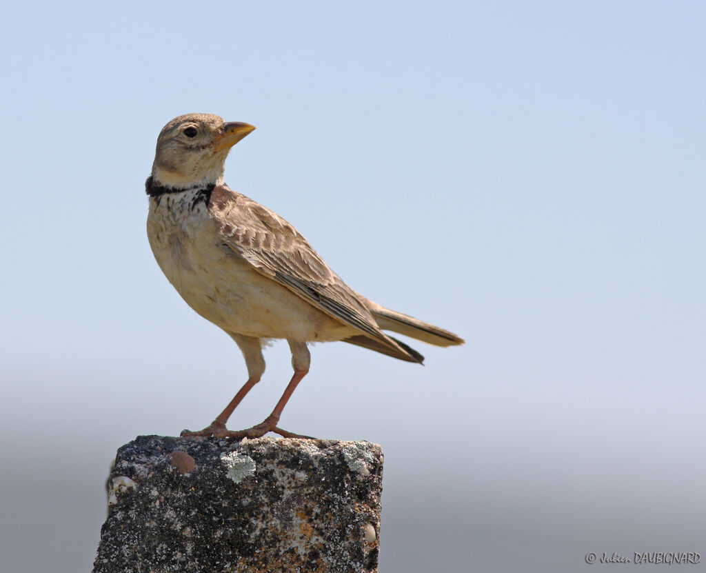 Calandra Lark