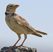 Calandra Lark