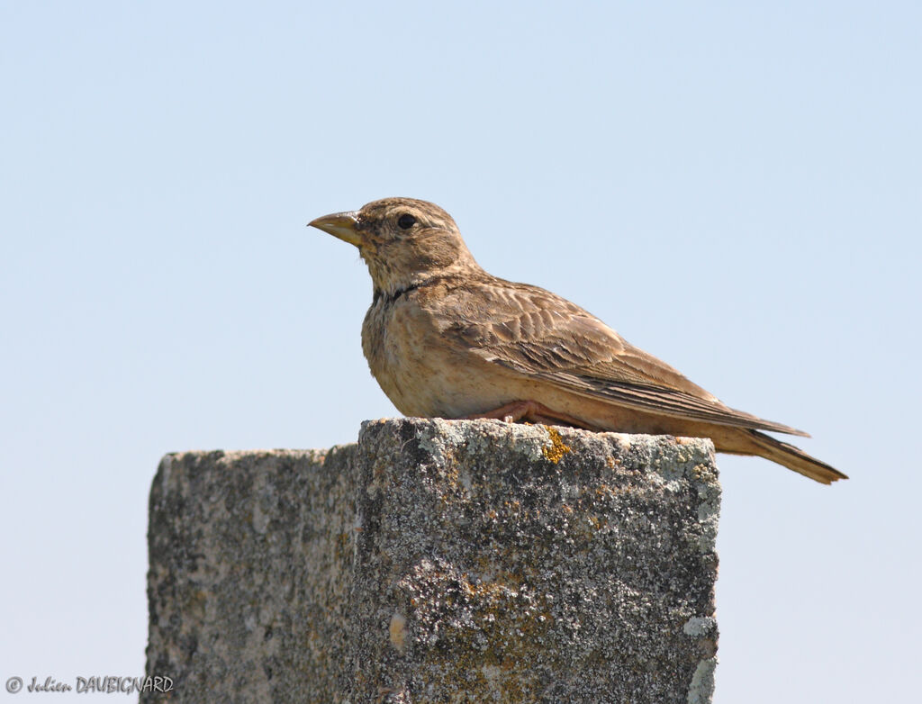 Calandra Lark