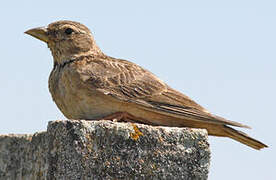 Calandra Lark