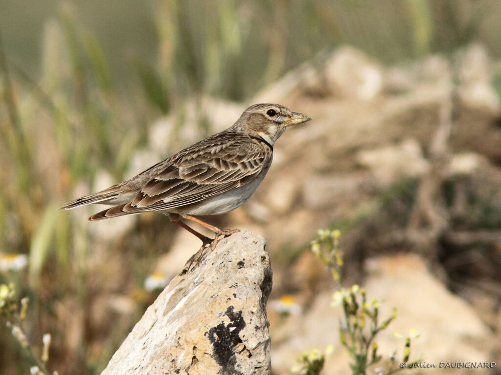 Calandra Lark, identification