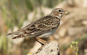 Calandra Lark