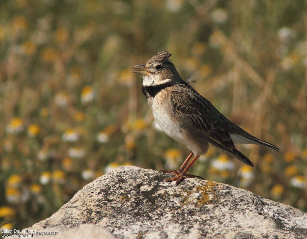 Calandra Lark, identification