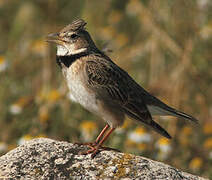 Calandra Lark