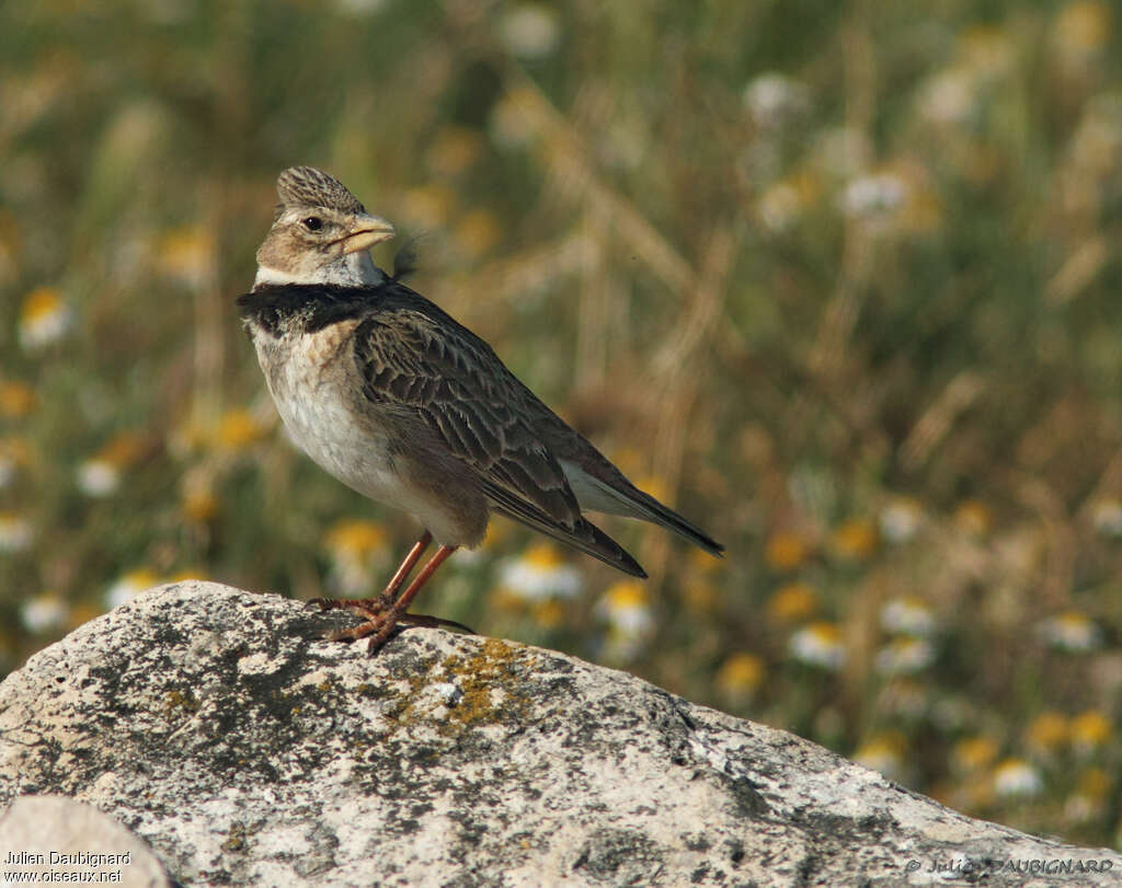 Calandra Larkadult, identification