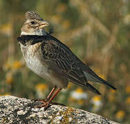 Calandra Lark