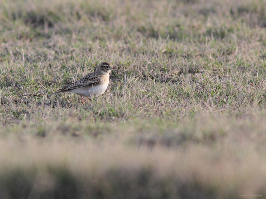 Greater Short-toed Lark, identification