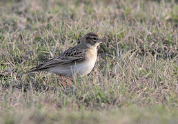 Greater Short-toed Lark