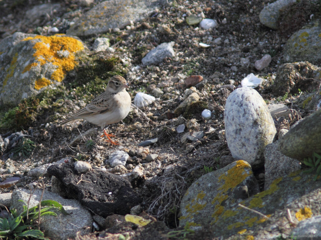 Greater Short-toed Lark