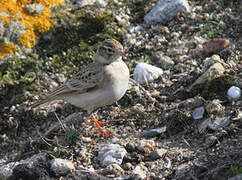 Greater Short-toed Lark