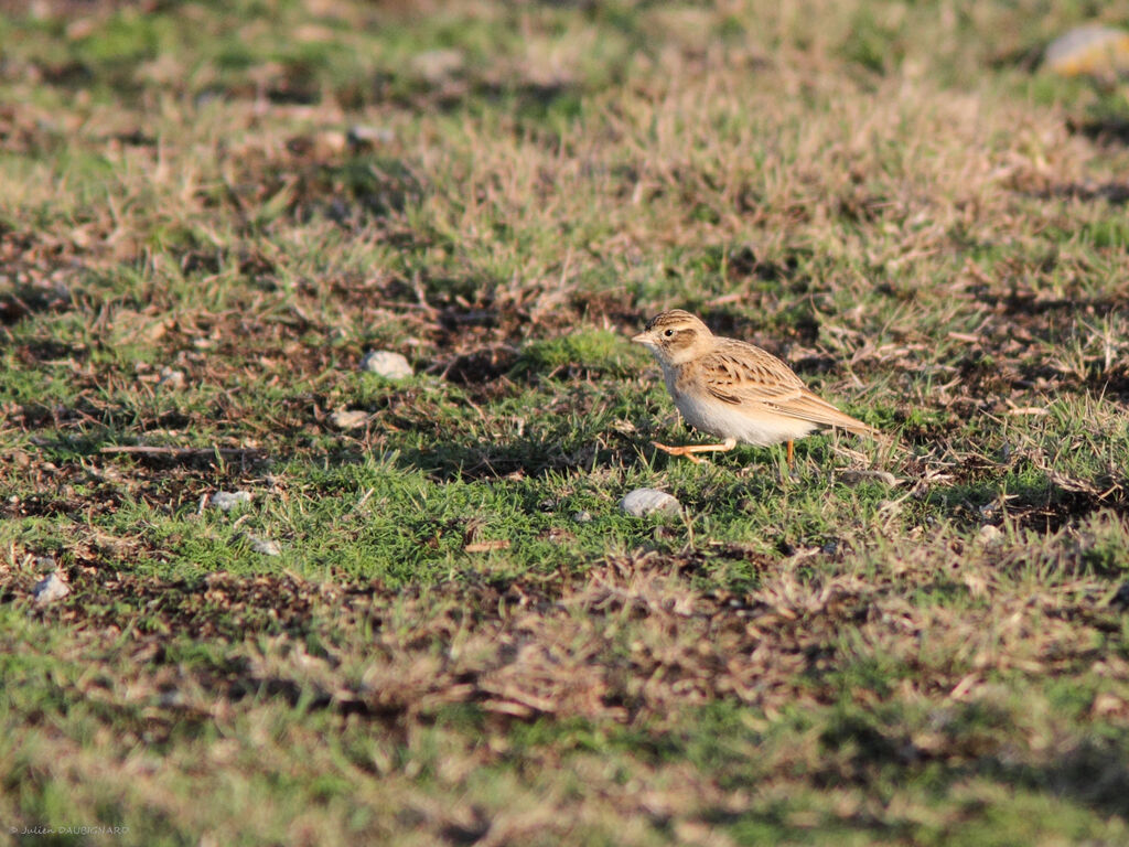 Greater Short-toed Lark