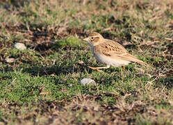 Greater Short-toed Lark