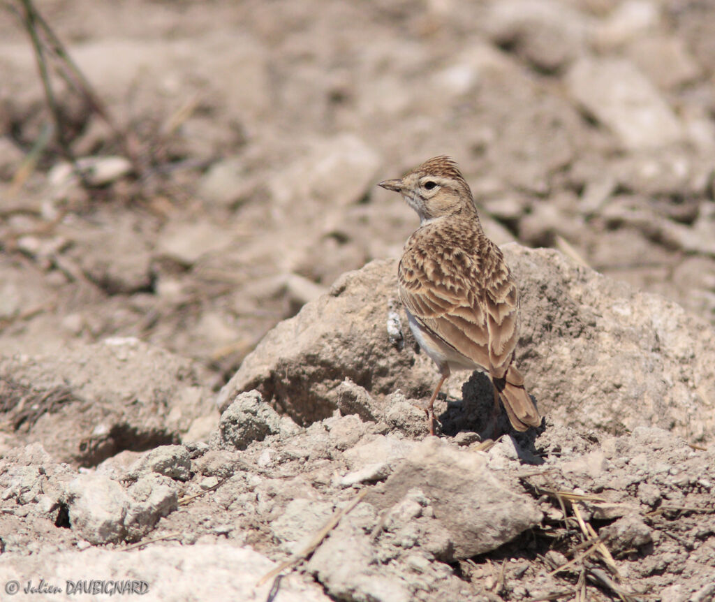 Greater Short-toed Lark, identification