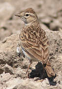 Greater Short-toed Lark