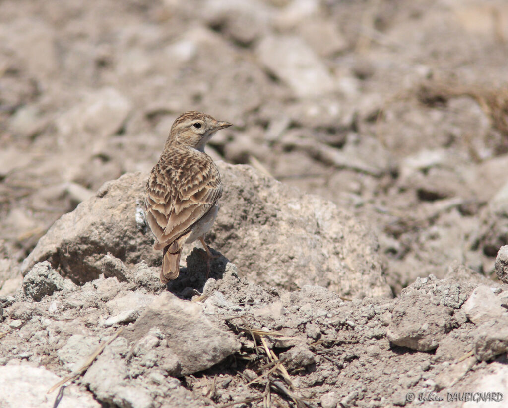 Greater Short-toed Lark, identification