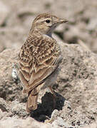 Greater Short-toed Lark