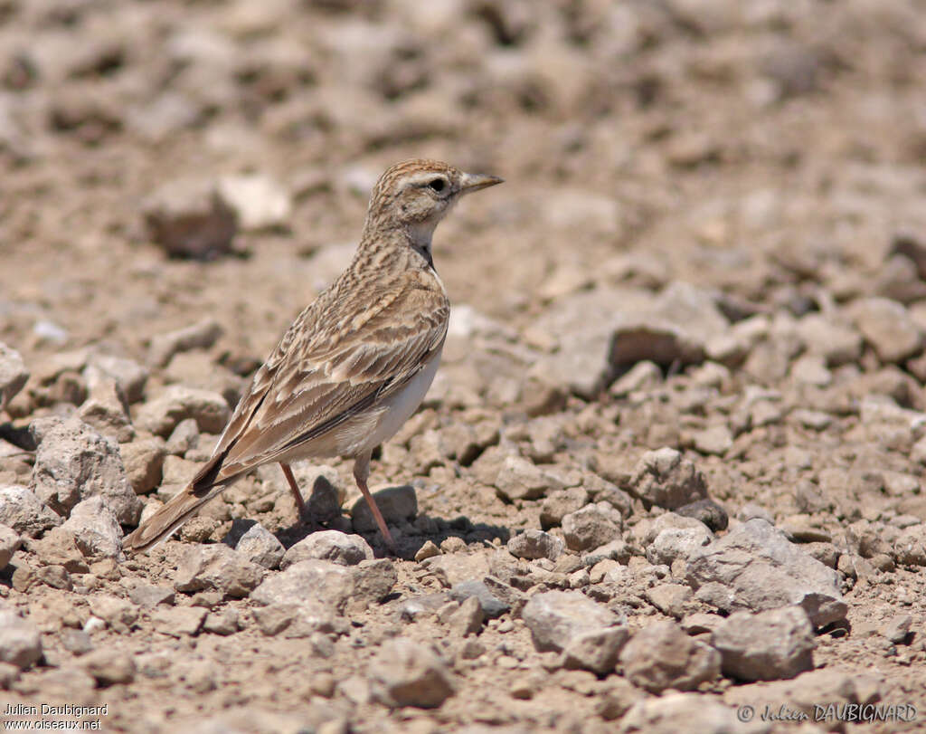 Greater Short-toed Larkadult, habitat, aspect, pigmentation