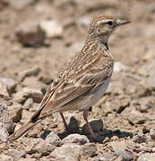 Greater Short-toed Lark