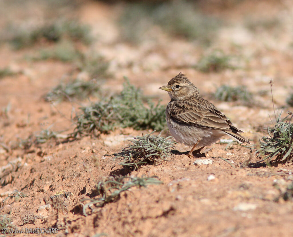 Greater Short-toed Lark, identification