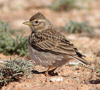 Greater Short-toed Lark