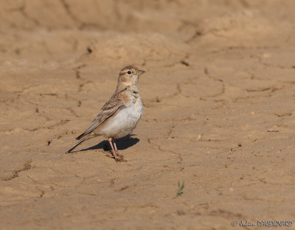 Greater Short-toed Lark, identification