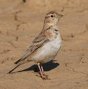 Greater Short-toed Lark