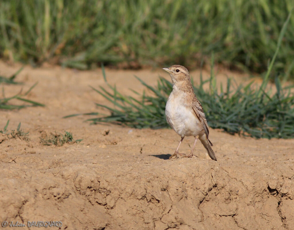 Greater Short-toed Lark, identification