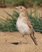 Greater Short-toed Lark