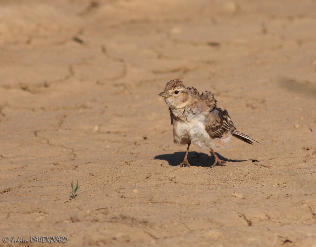 Greater Short-toed Lark, identification