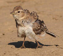 Greater Short-toed Lark