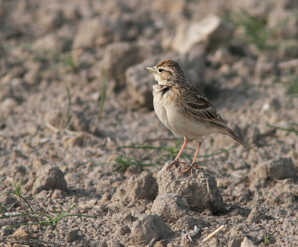 Alouette calandrelle, identification