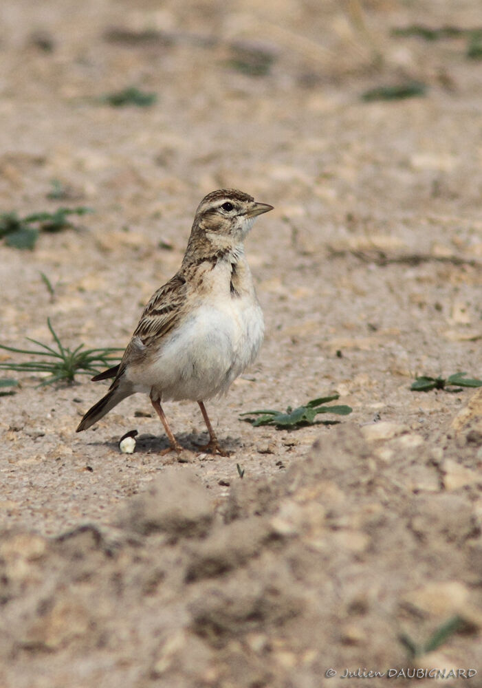 Greater Short-toed Lark, identification