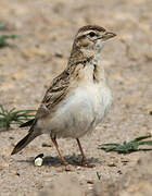 Greater Short-toed Lark