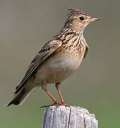 Eurasian Skylark