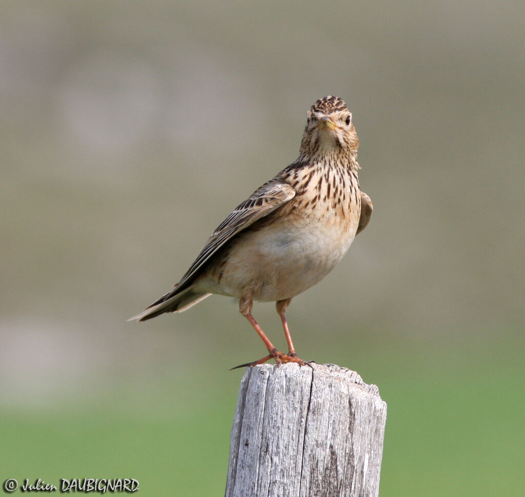 Eurasian Skylark, identification