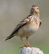 Eurasian Skylark