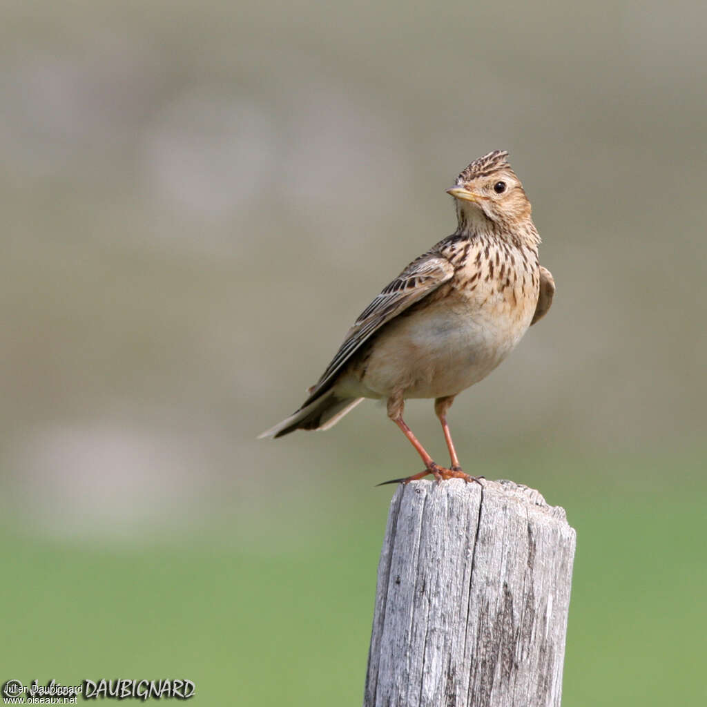 Alouette des champs, portrait, pigmentation, Comportement