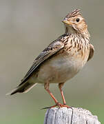 Eurasian Skylark