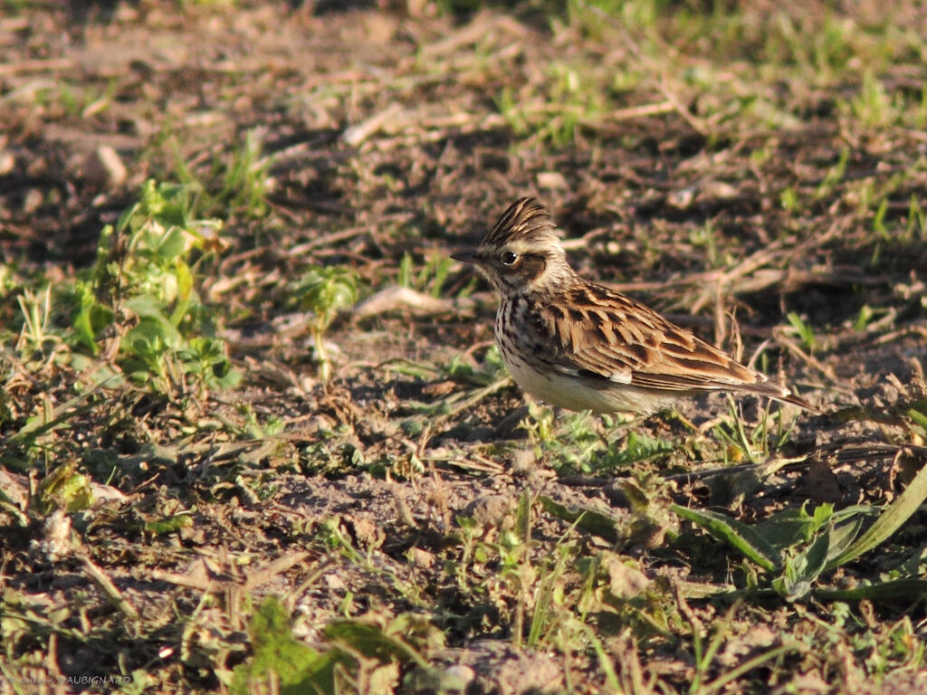 Alouette lulu, identification