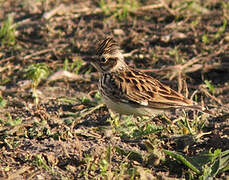 Woodlark