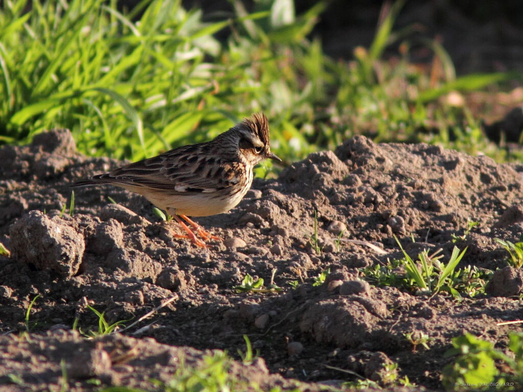 Woodlark, identification