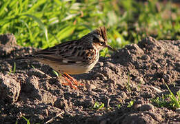 Woodlark