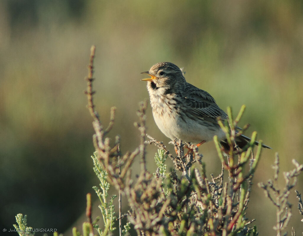 Lesser Short-toed Lark male, identification, song