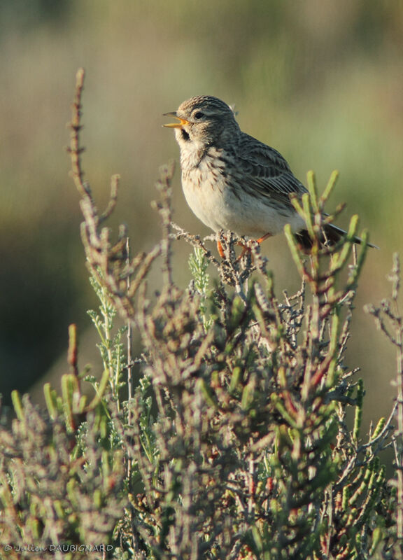 Mediterranean Short-toed Lark male adult, identification