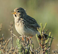 Mediterranean Short-toed Lark