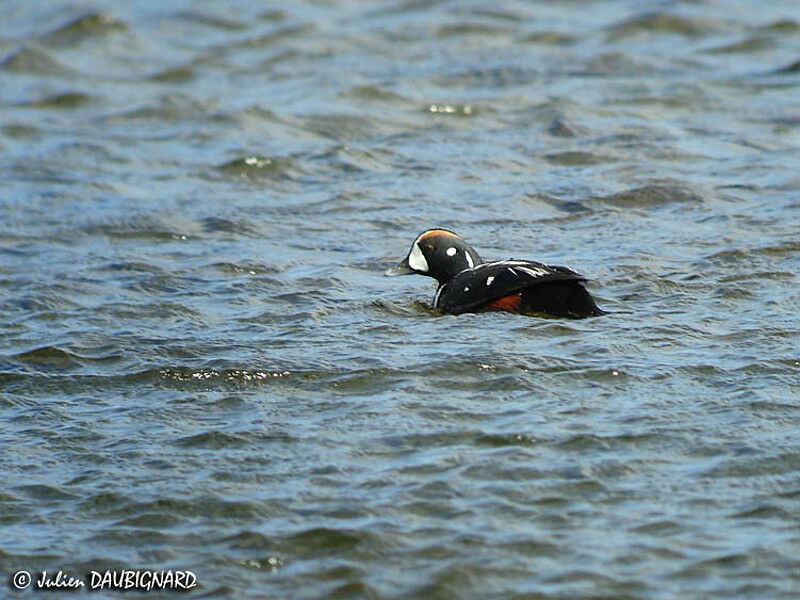 Harlequin Duck male adult breeding