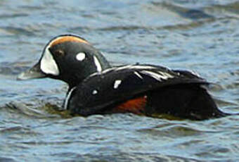 Arlequin plongeur