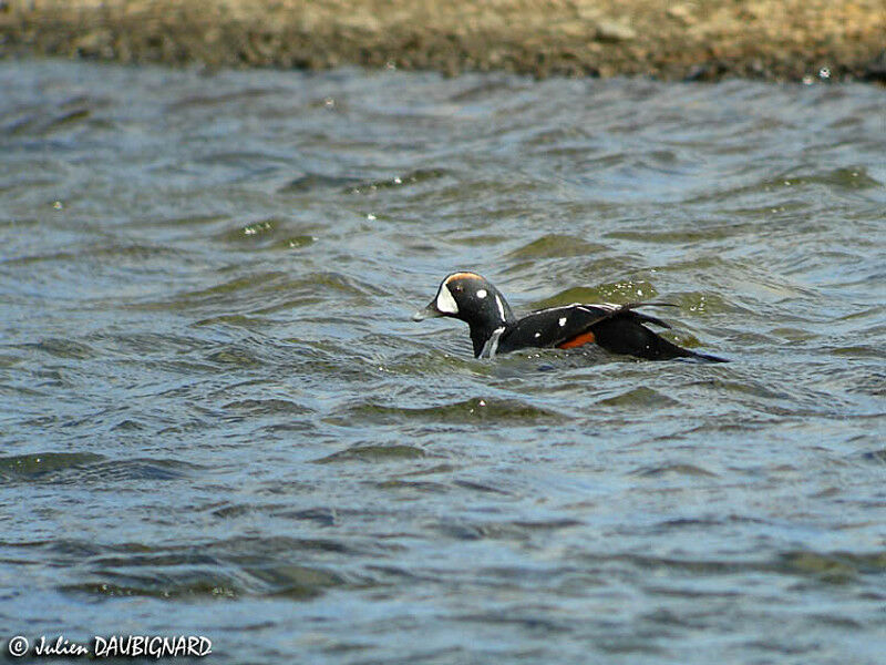 Arlequin plongeur mâle adulte nuptial