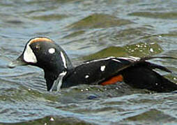 Arlequin plongeur